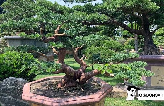 img 8781 [晶鑽羅漢松］昨天是歷史，今天是開始，明天是未來。 盆栽(Bonsai)