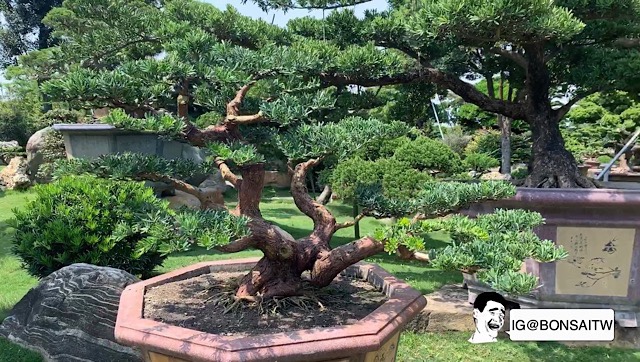 img 8781 [晶鑽羅漢松］昨天是歷史，今天是開始，明天是未來。 盆栽(Bonsai)
