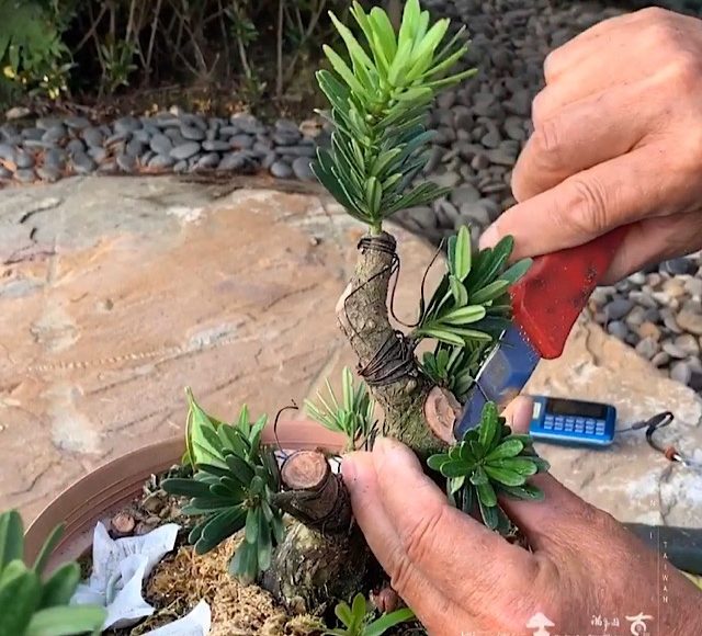 img 8786 [晶鑽羅漢松]做出改變不容易，起頭嘗試更難。一旦跨出，就往前走！ 盆栽樂趣(Travel)