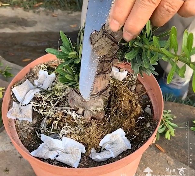 img 8787 [晶鑽羅漢松]只要有心，就有機會！ 盆栽(Bonsai)