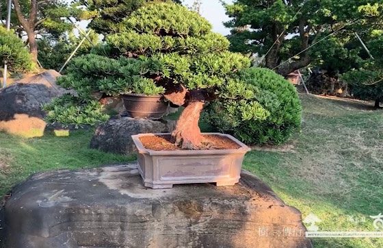 img 8789 [晶鑽羅漢松]老師傅的手藝，加入時間的淬煉。 盆景