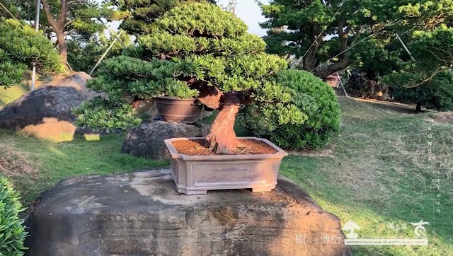 img 8789 [晶鑽羅漢松]老師傅的手藝，加入時間的淬煉。 盆栽(Bonsai)