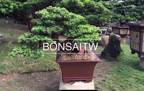 img 8792 [晶鑽羅漢松]時間蘊藏，老師傅的手藝溫度 頂級盆栽