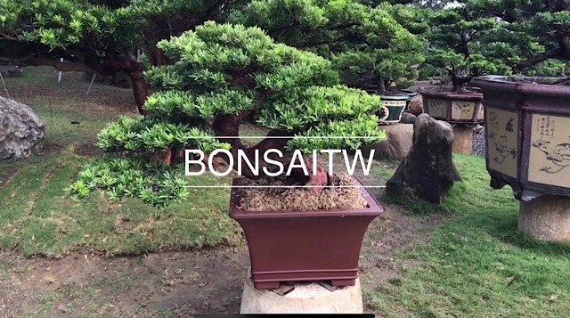 img 8792 [晶鑽羅漢松]時間蘊藏，老師傅的手藝溫度 盆栽(Bonsai)