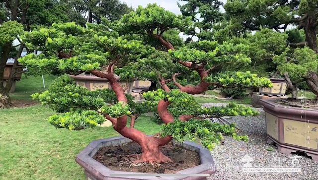 img 8796 [晶鑽羅漢松]在層次中開創空間。 影片(Video)