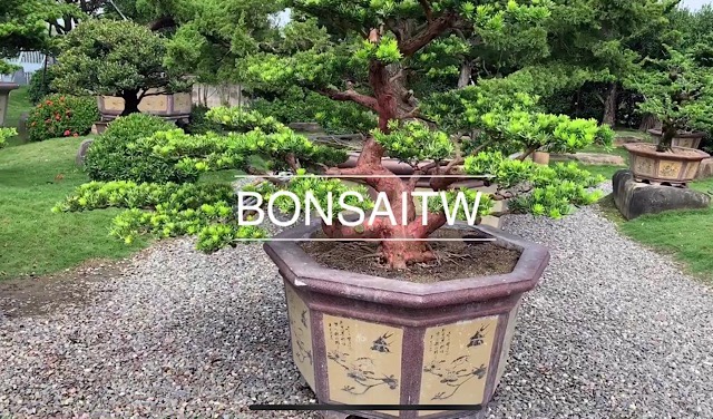 img 8797 [晶鑽羅漢松]有限的框架，無法限制我們思考的寛度。 影片(Video)