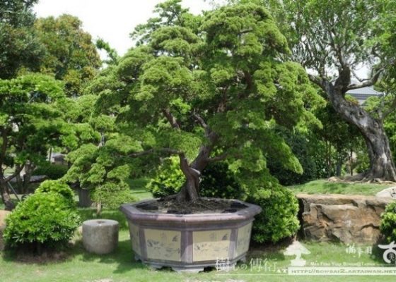 img 8905 [庭園樹]優雅．真柏(1) 大型庭園樹專區(Garden Tree)