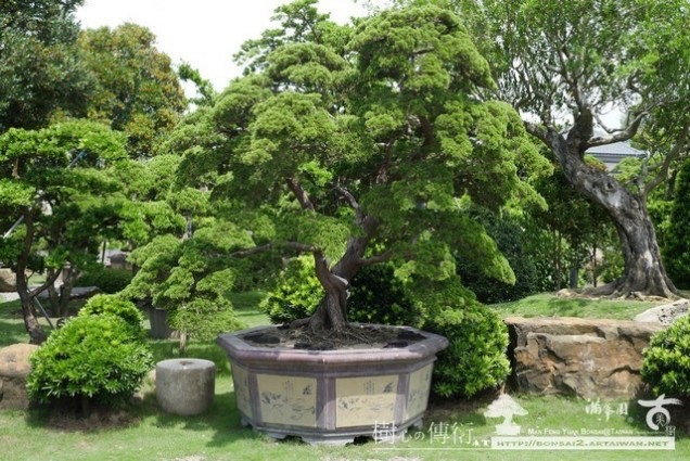 img 8905 [庭園樹]優雅．真柏(1) 大型庭園樹專區(Garden Tree)