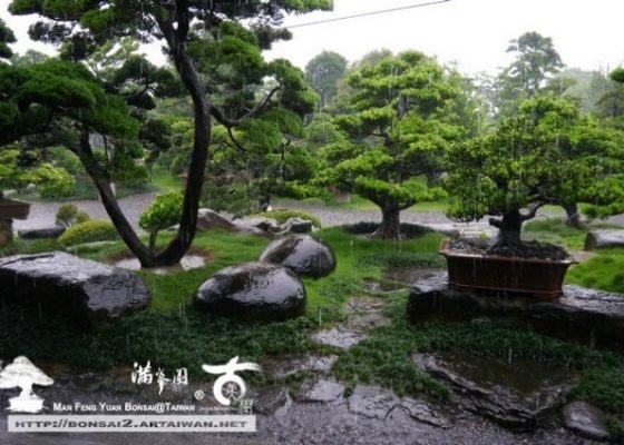 img 8906 [生活]雨景之美 大型庭園樹專區(Garden Tree)