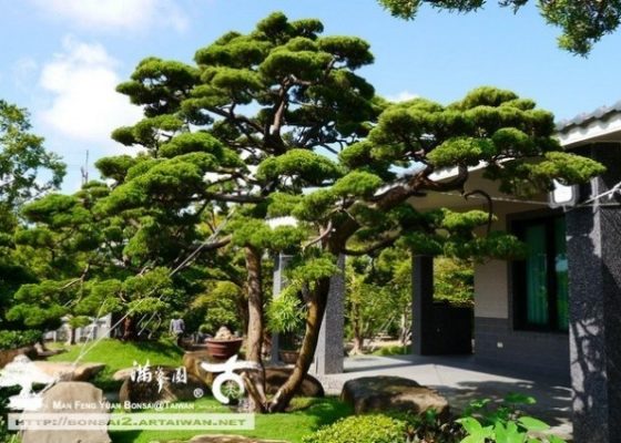 img 8907 [真柏]時間醞釀の庭園真柏(3) 大型庭園樹專區(Garden Tree)