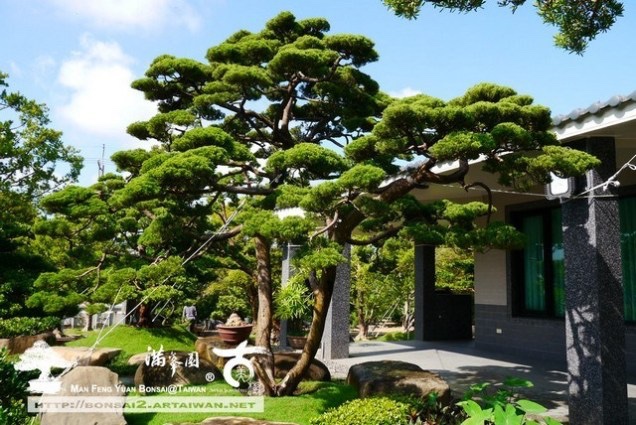 img 8907 [真柏]時間醞釀の庭園真柏(3) 真柏(Juniperus chinensis)