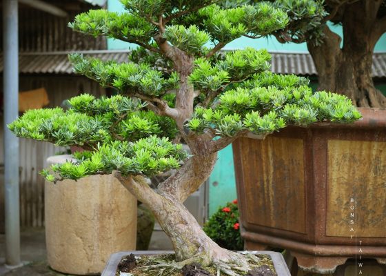 img 8963 [晶鑽羅漢松]整理 晶鑽羅漢松(Diamond Podocarpus costalis)
