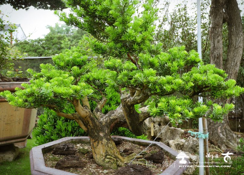 img 9063 [晶鑽羅漢松]培養中的盆裁 晶鑽羅漢松(Diamond Podocarpus costalis)
