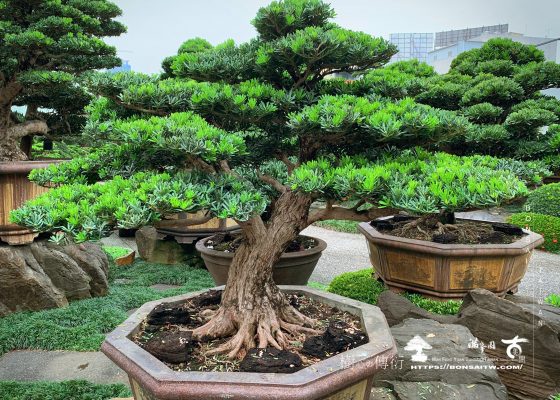 img 9113 [晶鑽羅漢松]整理 羅漢松(Podocarpus costalis)