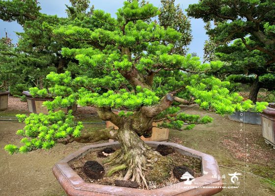 img 9178 [晶鑽羅漢松]培養中的大型盆景 大型盆栽(Grand Bonsai)