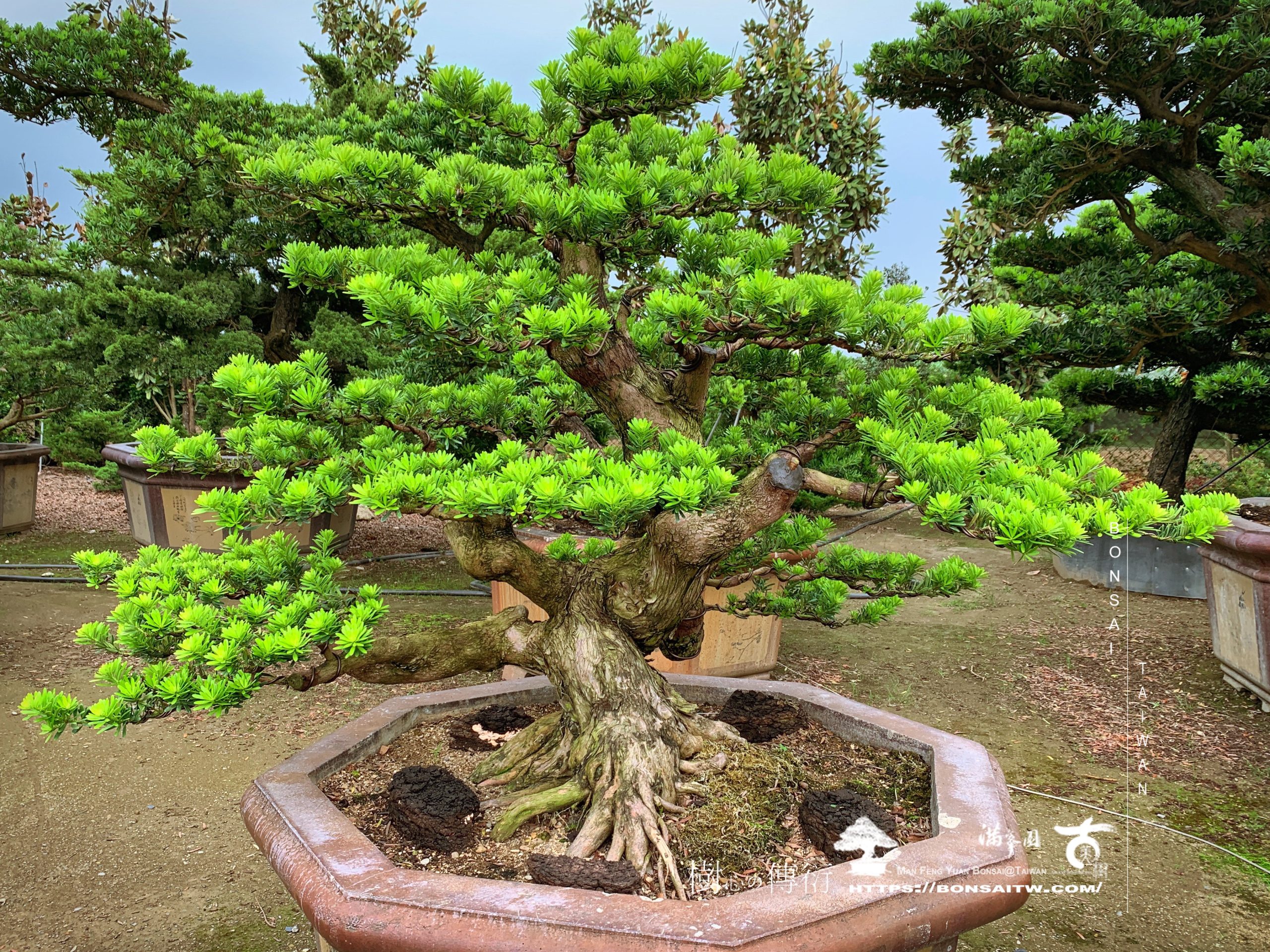 img 9178 [晶鑽羅漢松]培養中的大型盆景 晶鑽羅漢松(Diamond Podocarpus costalis)