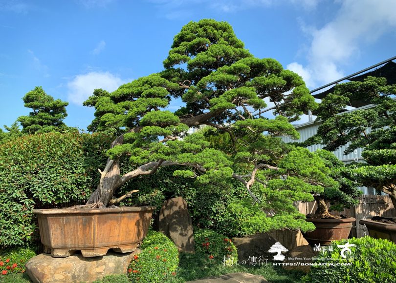 img 9344 [真柏]整理 大型庭園樹專區(Garden Tree)