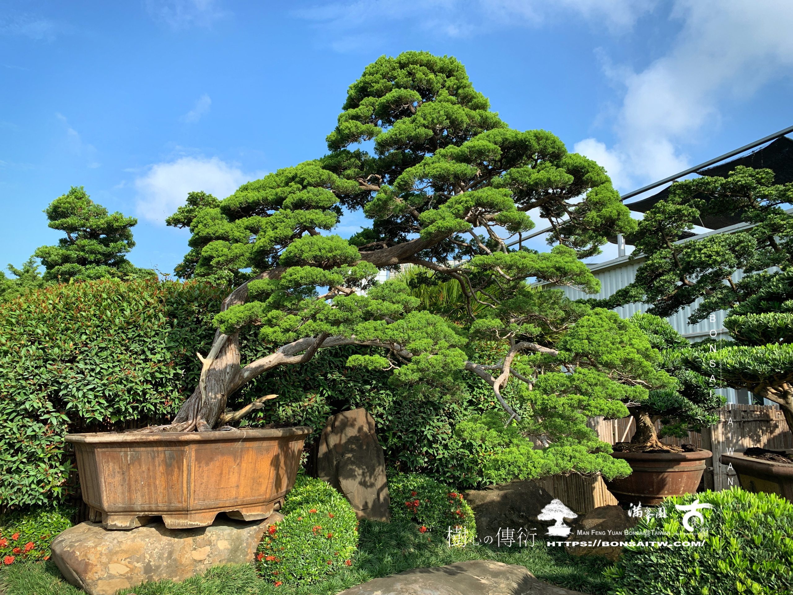 img 9344 [真柏]整理 大型庭園樹專區(Garden Tree)
