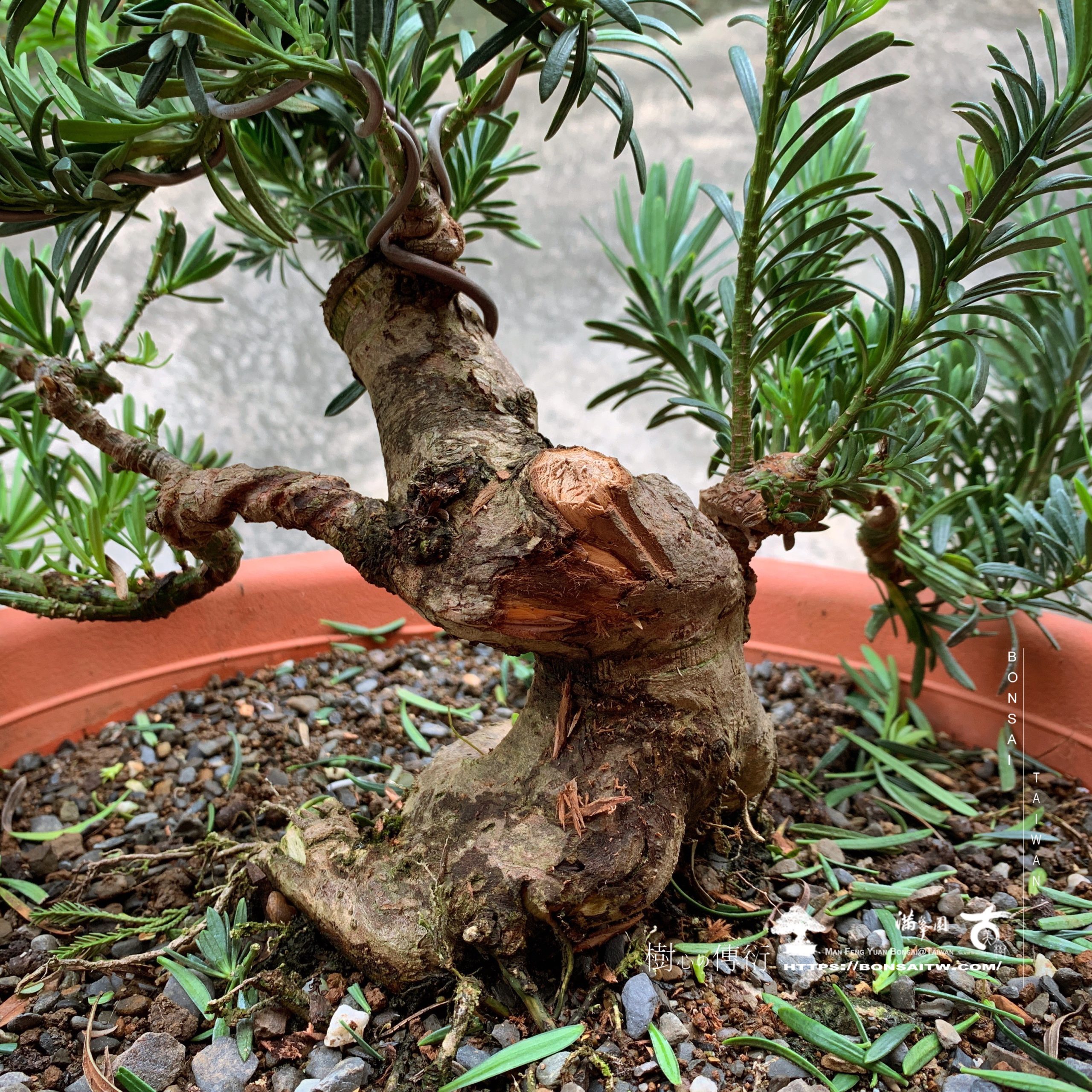 img 9385 [雀舌羅漢松]補枝，觀察。 羅漢松(Podocarpus costalis)
