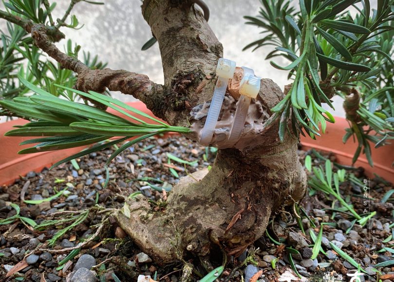 img 9386 [雀舌羅漢松]補枝，觀察。 羅漢松(Podocarpus costalis)