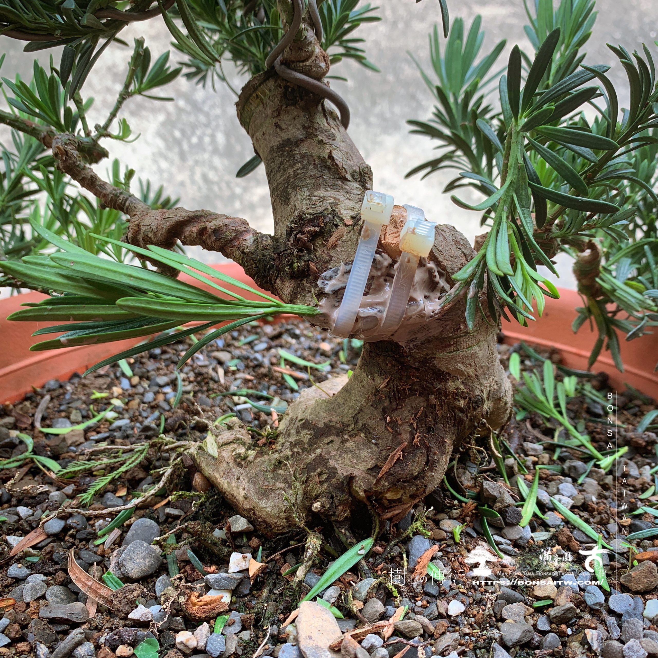 img 9386 [雀舌羅漢松]補枝，觀察。 羅漢松(Podocarpus costalis)