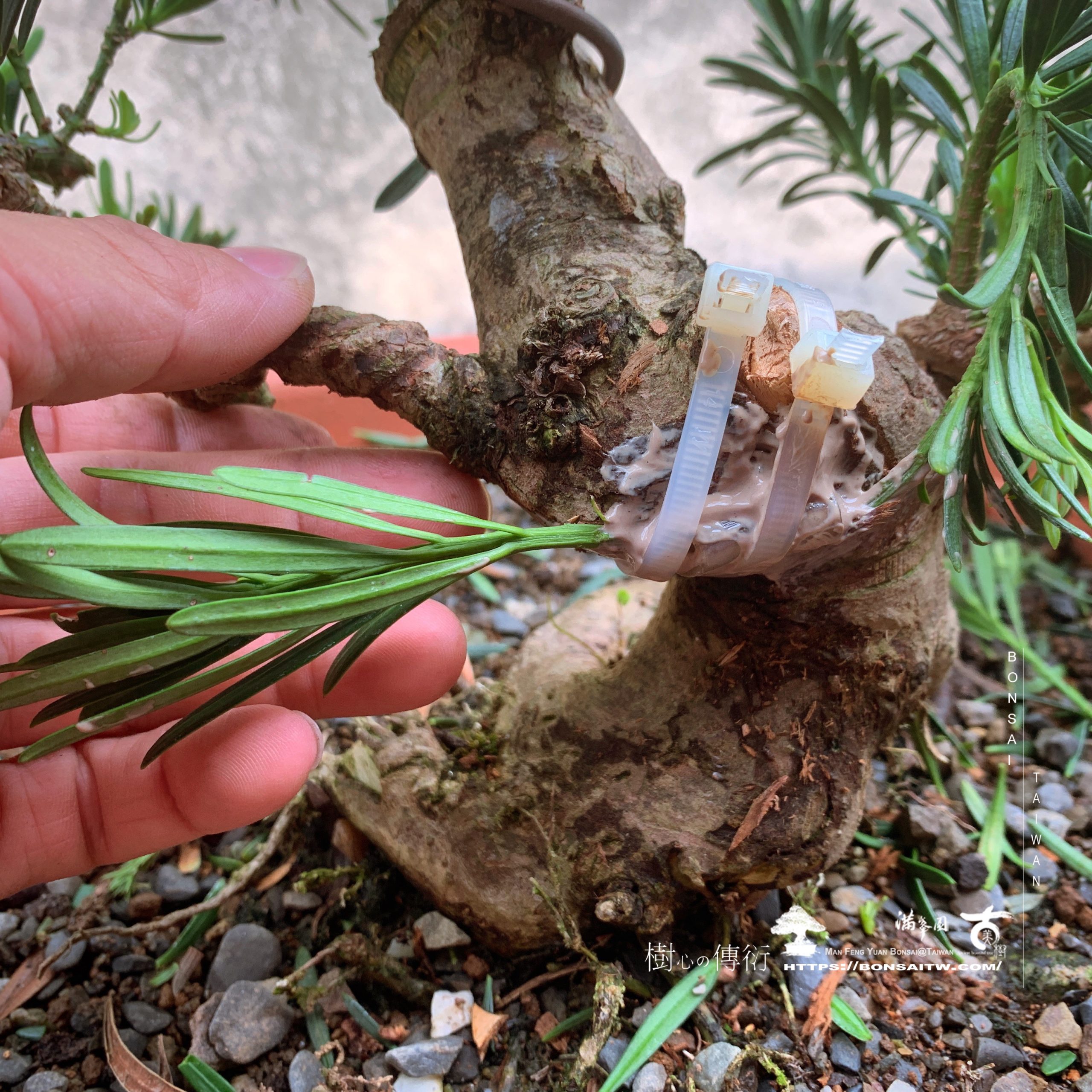 img 9387 [雀舌羅漢松]補枝，觀察。 羅漢松(Podocarpus costalis)