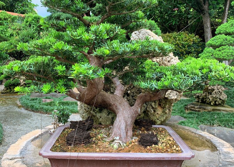 img 9496 [晶鑽羅漢松]調整角度，持續努力。 晶鑽羅漢松(Diamond Podocarpus costalis)