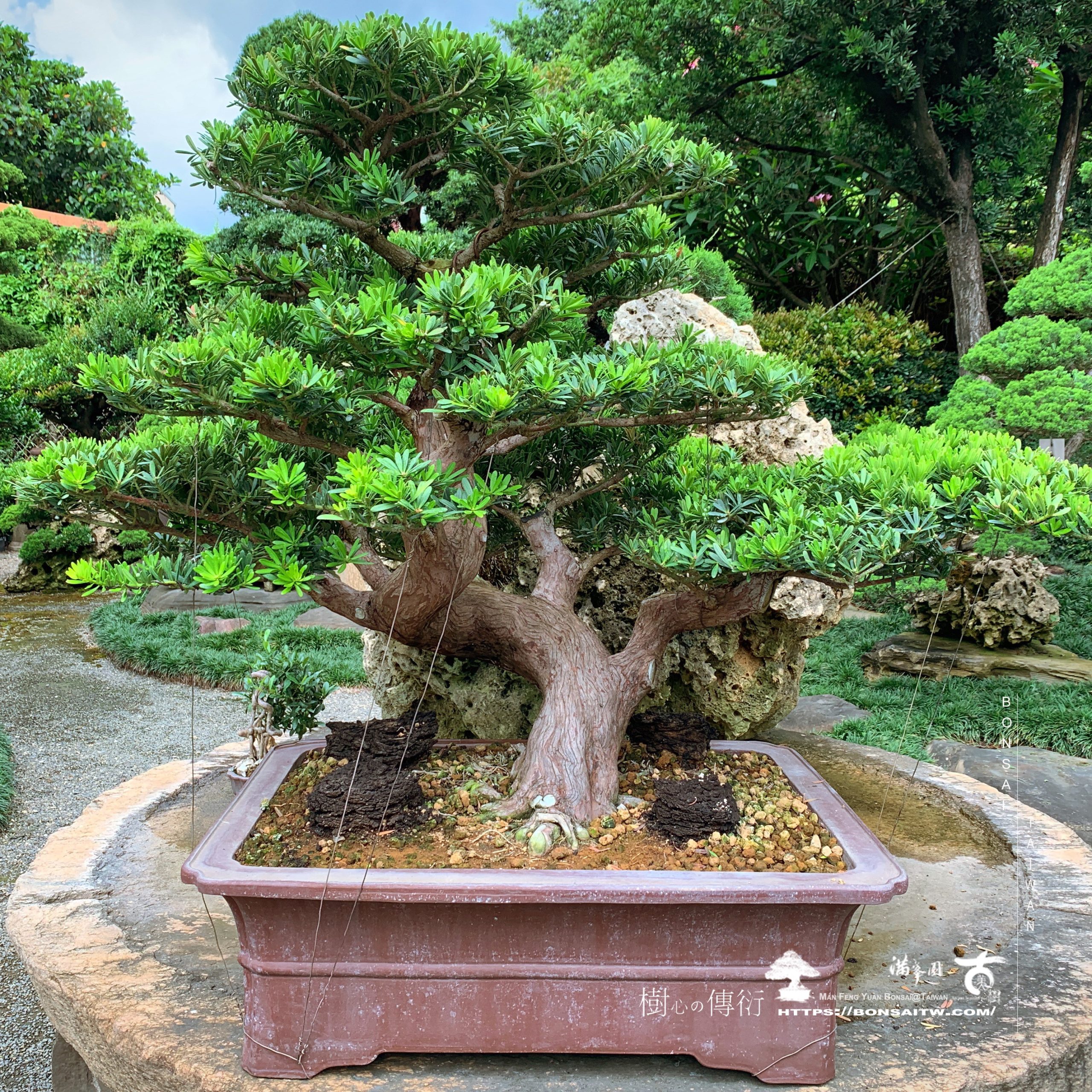img 9496 [晶鑽羅漢松]調整角度，持續努力。 晶鑽羅漢松(Diamond Podocarpus costalis)