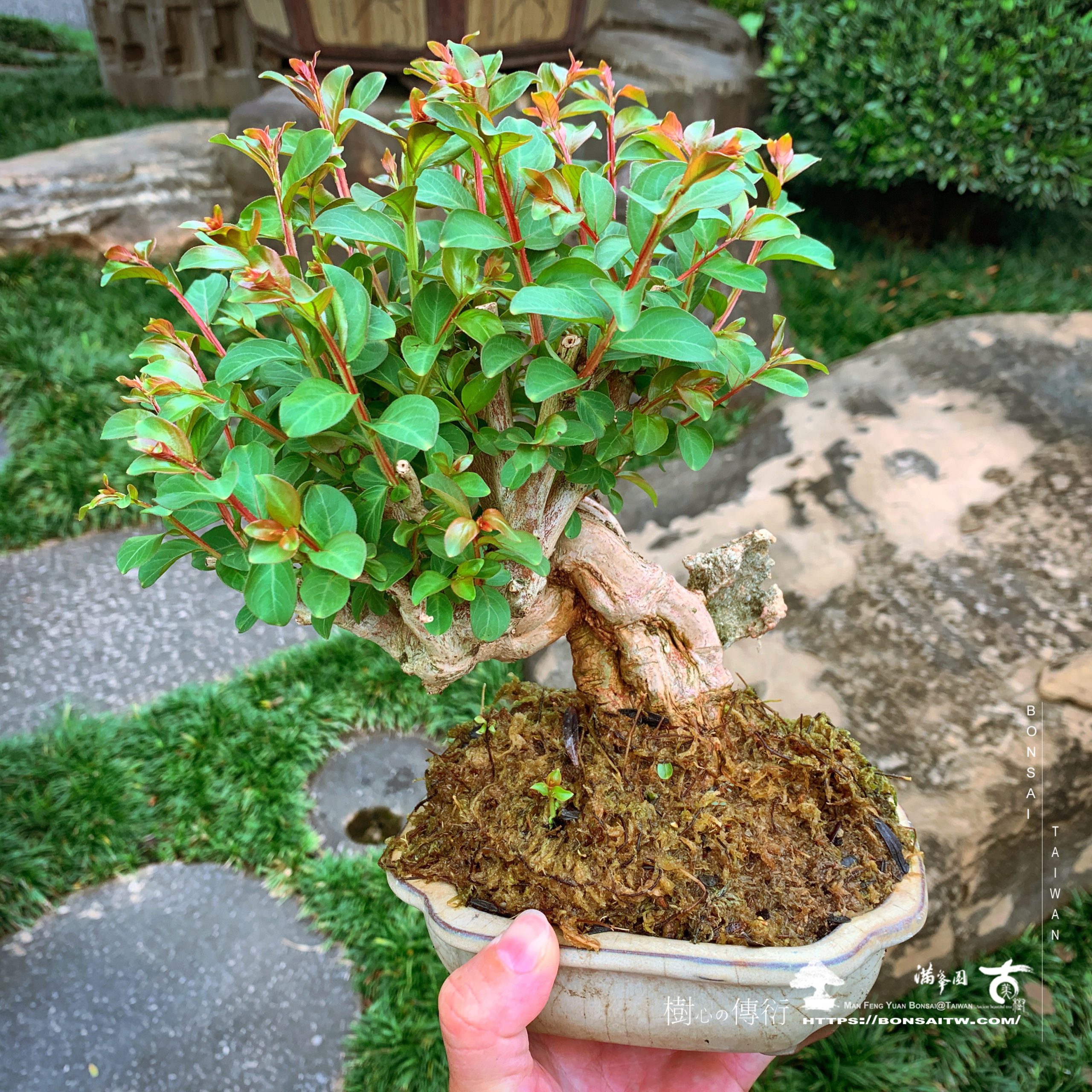 img 9708 [百日紅] 9天變化 盆栽樂趣(Travel)