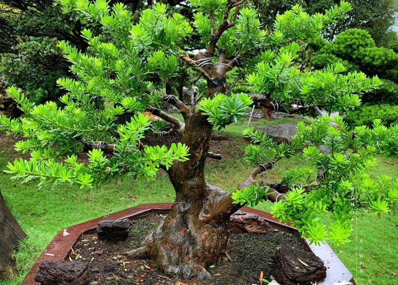 img 9725 [晶鑽羅漢松]改變，不只是心態的調整，更要有行動的作為。方會成真。 晶鑽羅漢松(Diamond Podocarpus costalis)