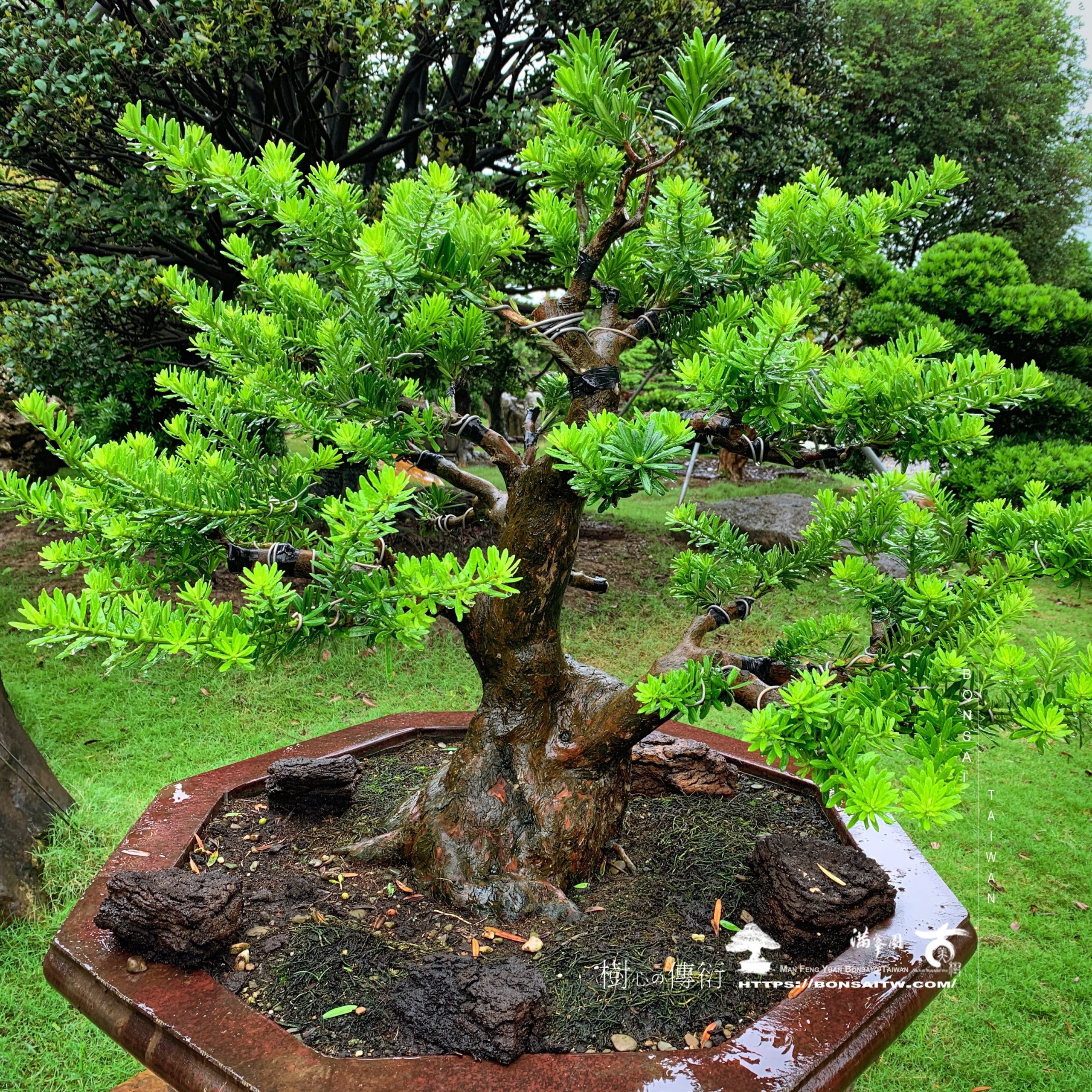 img 9725 [晶鑽羅漢松]改變，不只是心態的調整，更要有行動的作為。方會成真。 晶鑽羅漢松(Diamond Podocarpus costalis)