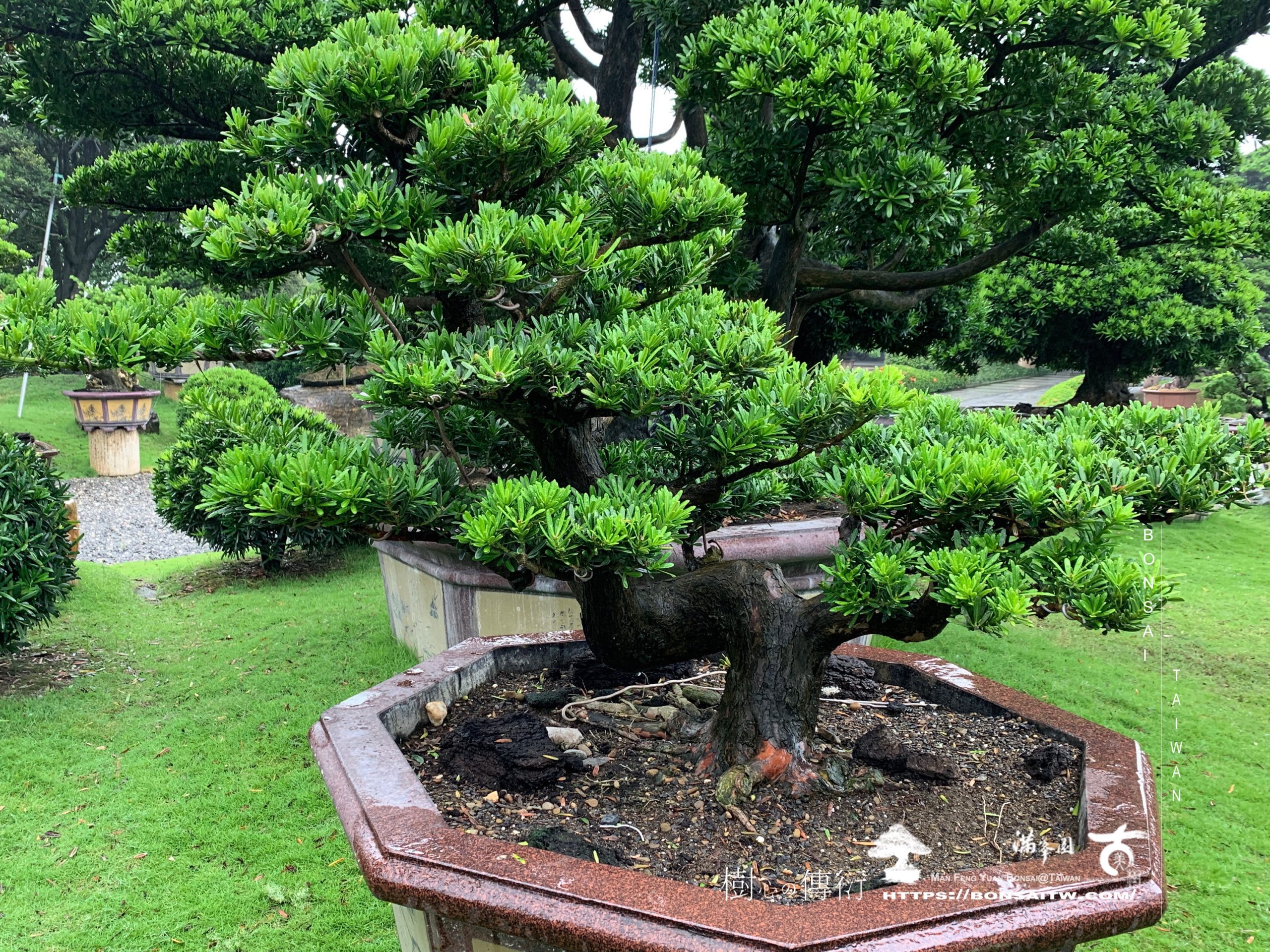 img 9777 [晶鑽羅漢松]整理 晶鑽羅漢松(Diamond Podocarpus costalis)
