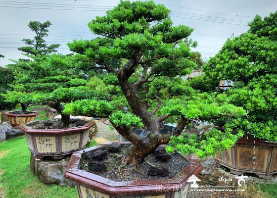 img 9791 [晶鑽羅漢松]大型盆栽.整理 大型盆栽(Grand Bonsai)