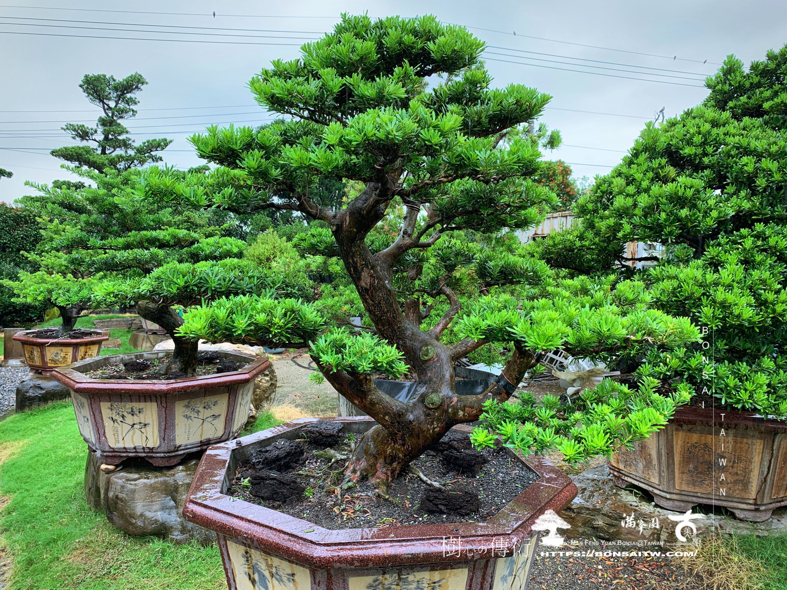 img 9791 [晶鑽羅漢松]大型盆栽.整理 晶鑽羅漢松(Diamond Podocarpus costalis)
