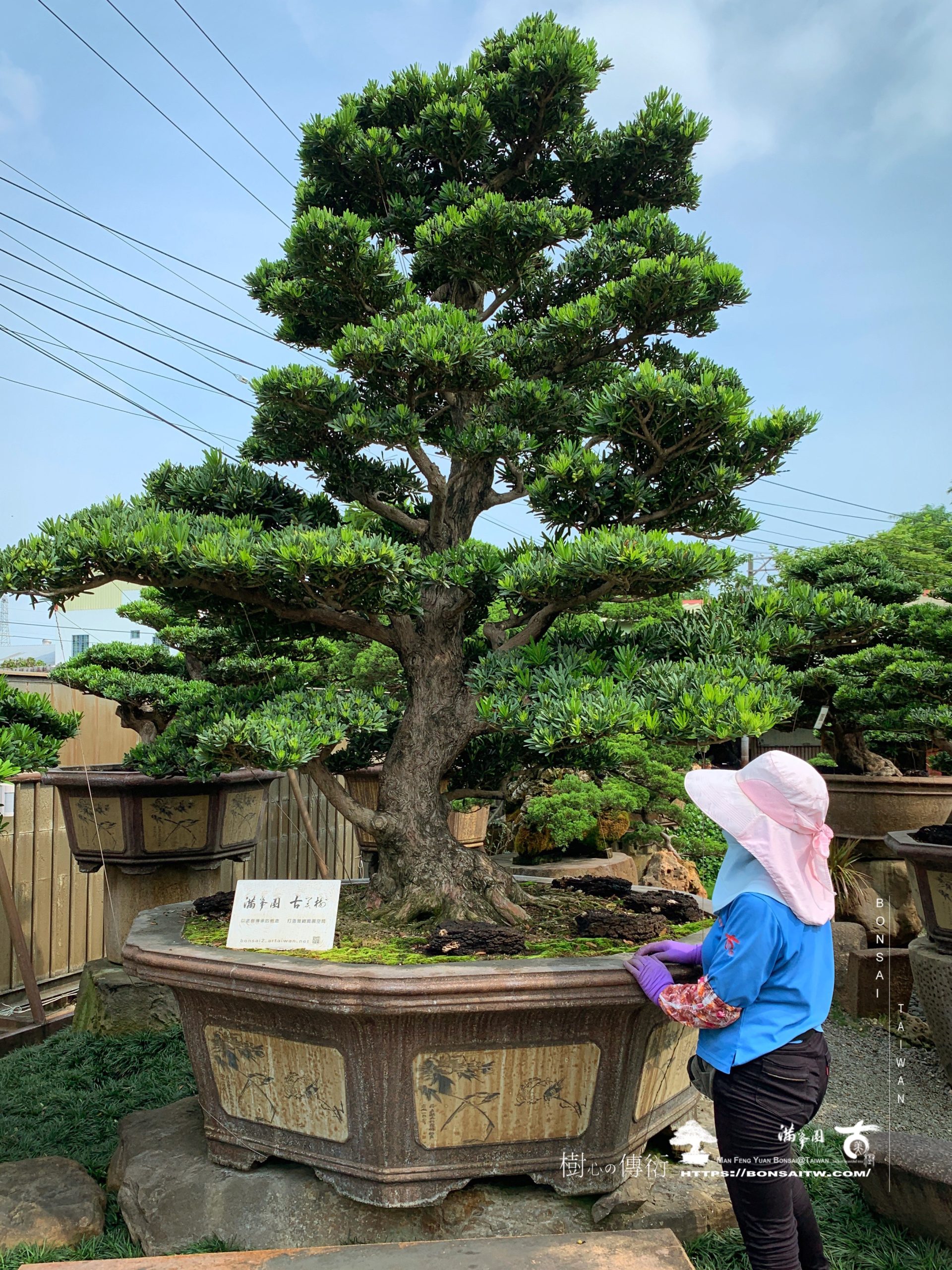 img 9925 [羅漢松]庭園樹.整理 羅漢松(Podocarpus costalis)