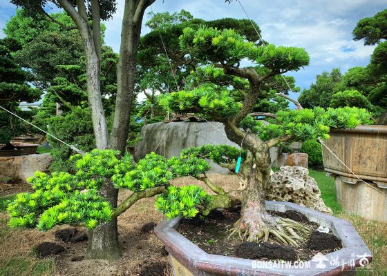 05eb3783 d172 4fae b6e9 595244971bd7 [晶鑽羅漢松] 整理 晶鑽羅漢松(Diamond Podocarpus costalis)