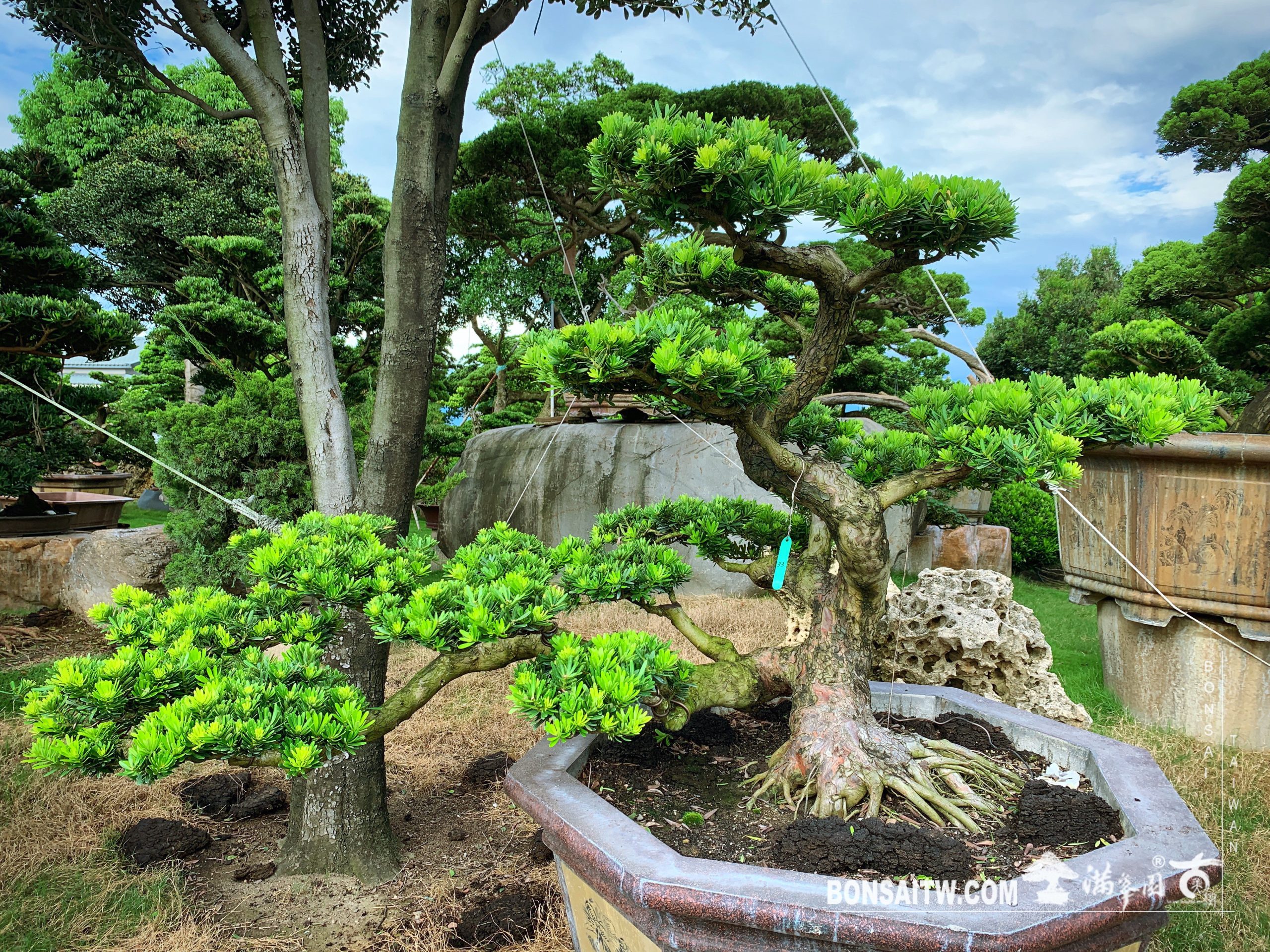 05eb3783 d172 4fae b6e9 595244971bd7 [晶鑽羅漢松] 整理 晶鑽羅漢松(Diamond Podocarpus costalis)