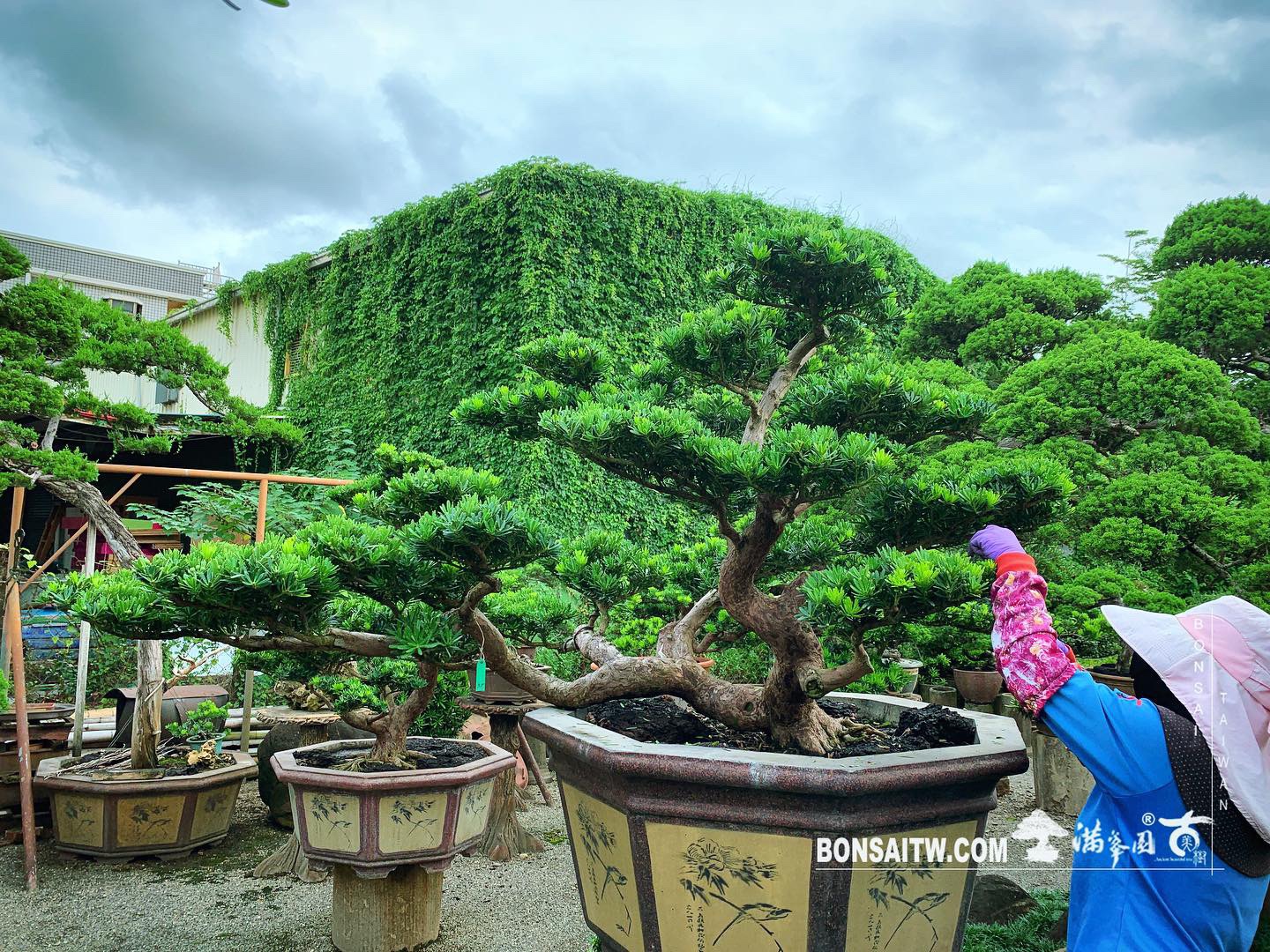 0724d885 d2d8 4418 ae20 28bb58bf7bdb 1 [晶鑽羅漢松] 整理 晶鑽羅漢松(Diamond Podocarpus costalis)