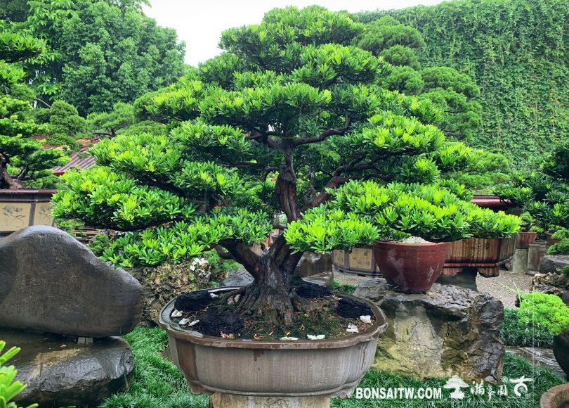 0b4ce3de c6d1 4448 925f 3fd5afb0e36d [晶鑽羅漢松]學習，可以讓自己從更廣的角度來看事情。 晶鑽羅漢松(Diamond Podocarpus costalis)