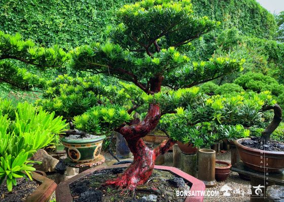 103e8f6a adf2 4dee b674 62995ff76c3d [晶鑽羅漢松] 大型盆景.整理 成品(Complete Bonsai)
