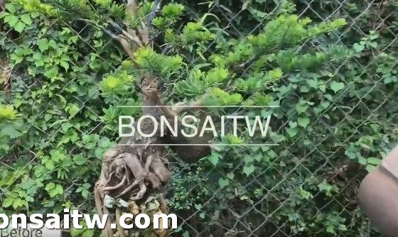 2019 06 12 085034 [晶鑽羅漢松]把小事做好，小枝條也會成蔭。 影片(Video)