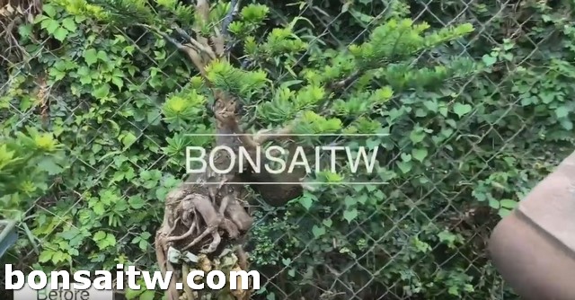 2019 06 12 085034 [晶鑽羅漢松]把小事做好，小枝條也會成蔭。 蛻變專題(The plan)