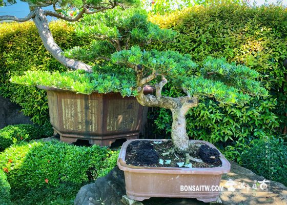 205ec315 1934 40fd 9659 d0a93291ecd4 [晶鑽羅漢松]整理 晶鑽羅漢松(Diamond Podocarpus costalis)