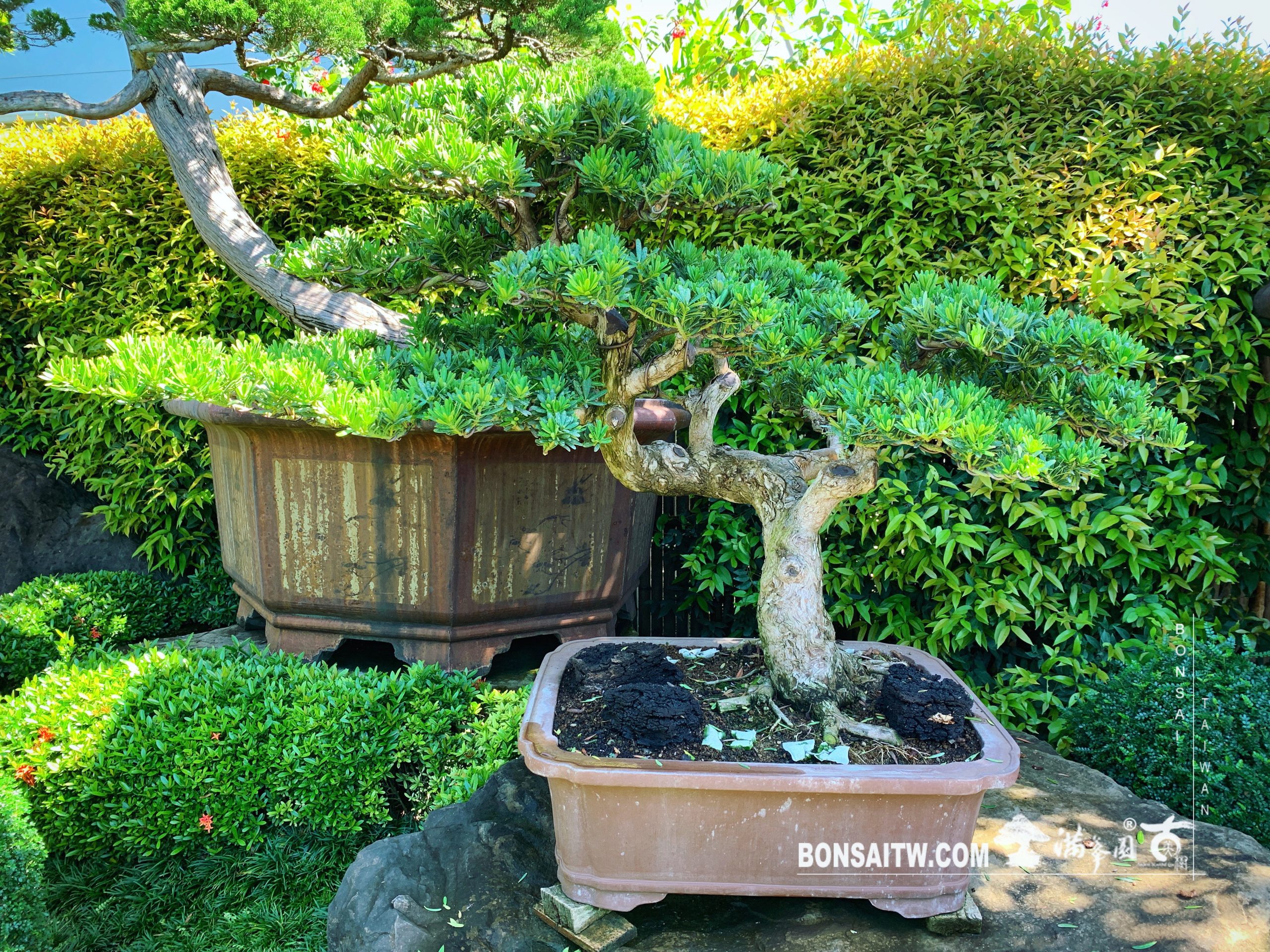 205ec315 1934 40fd 9659 d0a93291ecd4 [晶鑽羅漢松]整理 晶鑽羅漢松(Diamond Podocarpus costalis)