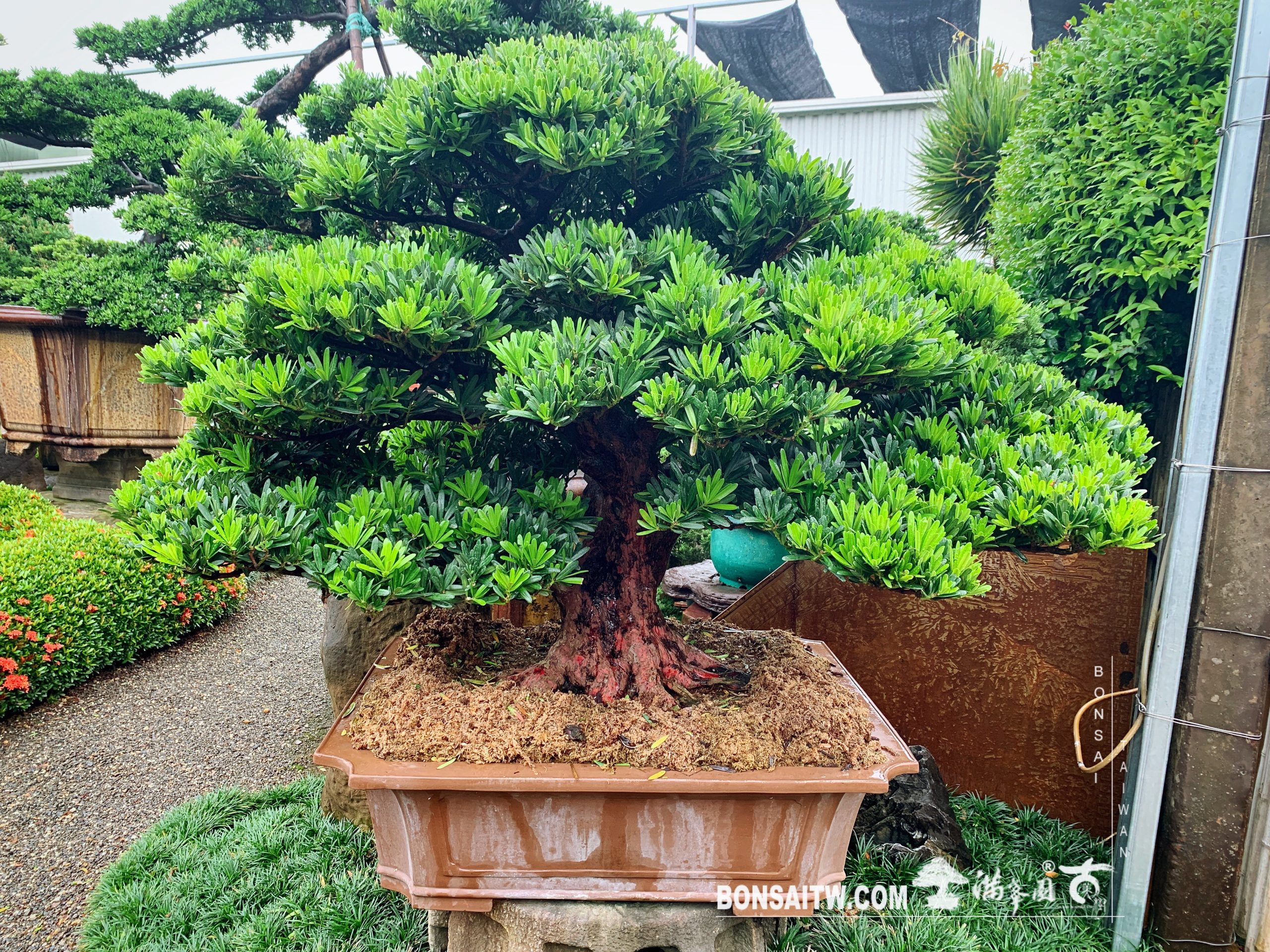 26f8e985 29eb 42cd 870c d358184375c0 [羅漢松] 大型盆景