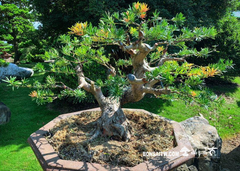 2a57e1d0 5736 4676 a771 ed242d3b236b [紅芽羅漢松] 整理整枝