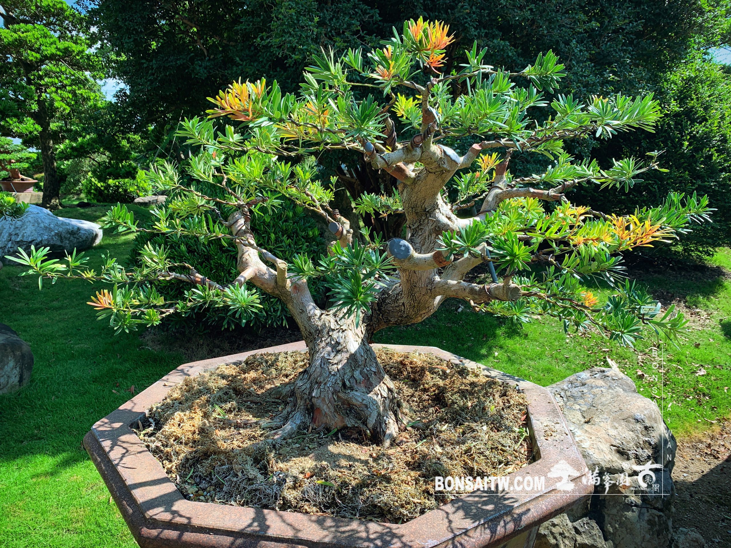 2a57e1d0 5736 4676 a771 ed242d3b236b [紅芽羅漢松] 整理整枝