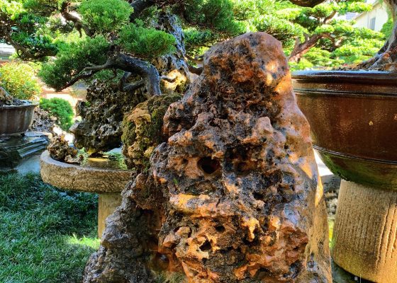 2e2373c7 b3c3 4efc b975 bf493620113e [附石]樹石共生之趣 附石盆景(rock with tree)