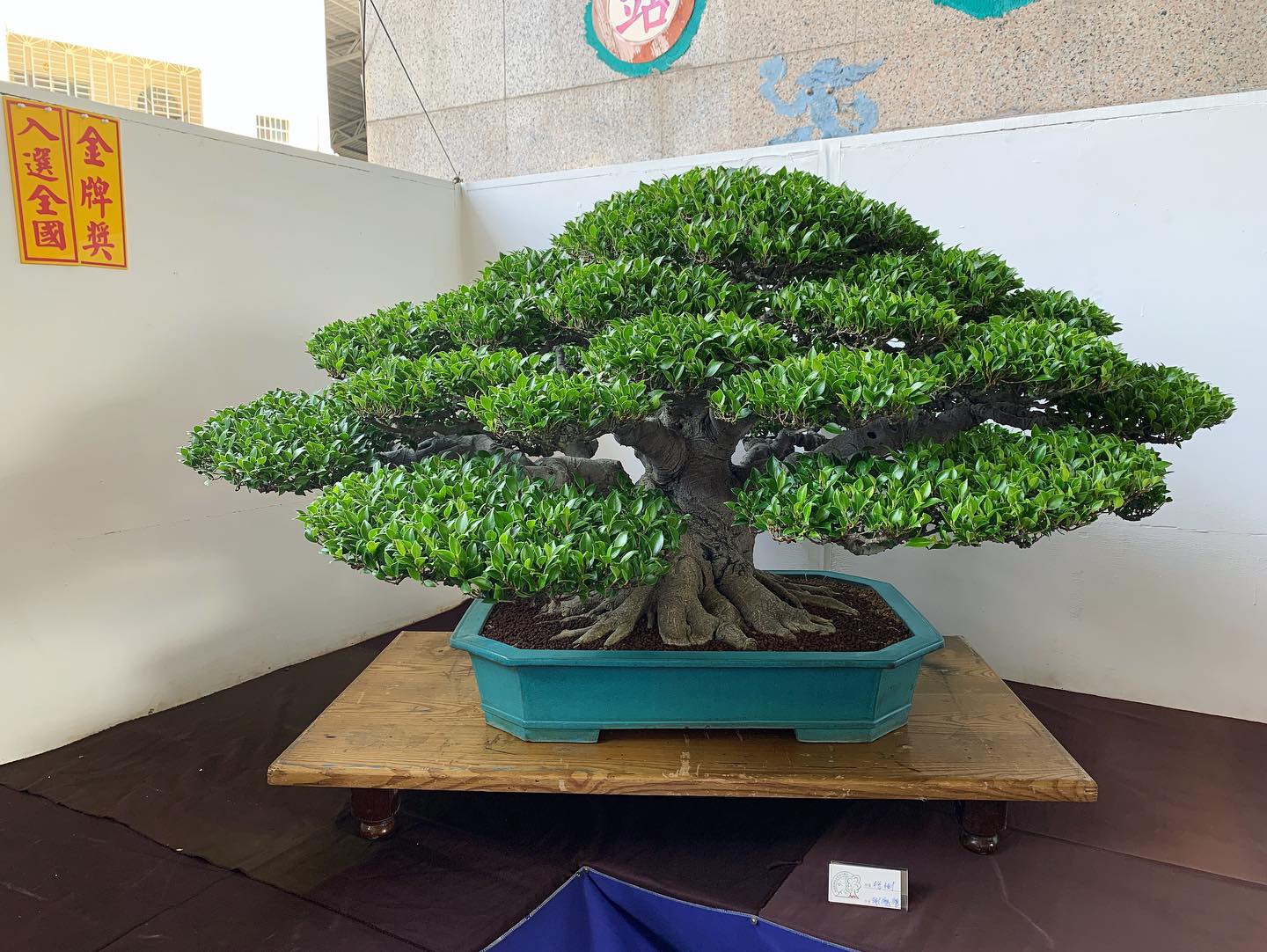 3794856e 7fc2 460a b907 6ca663d83fc4 [展覽] 2019高雄市後勁盆栽藝術協會.盆栽展