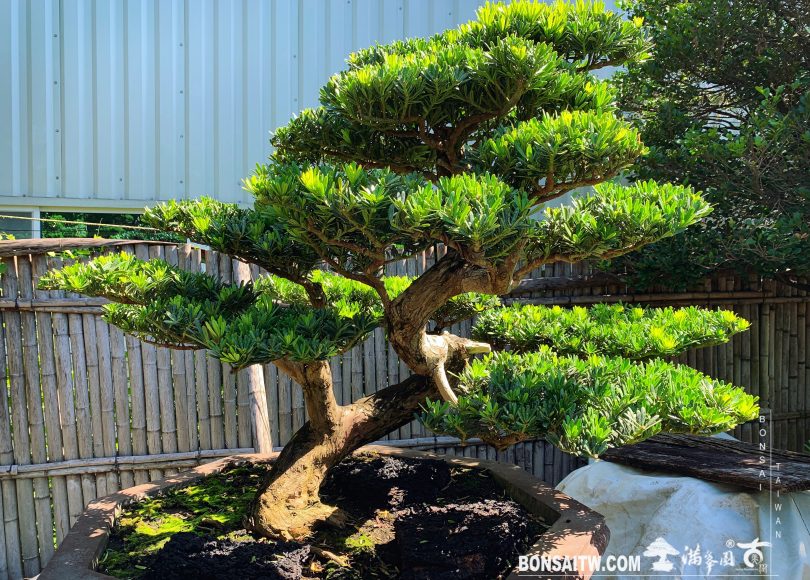 3e981220 c86e 43ed 90a0 37c8e44b73e1 [晶鑽羅漢松]大型盆栽.整理 羅漢松(Podocarpus costalis)